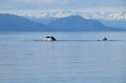 Whales in Glacier Bay