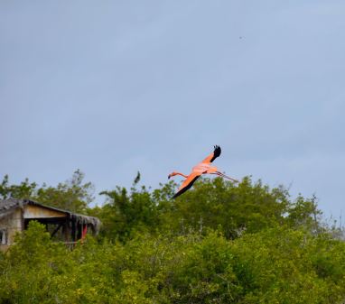 Flamingo in flight